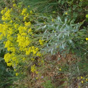 Photographie n°2558449 du taxon Isatis tinctoria L. [1753]