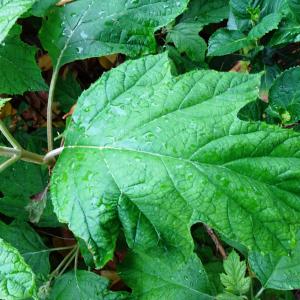  - Hydrangea quercifolia W.Bartram [1791]