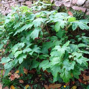  - Hydrangea quercifolia W.Bartram [1791]