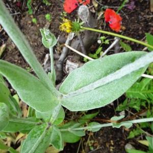 Photographie n°2558501 du taxon Lychnis coronaria (L.) Desr. [1792]