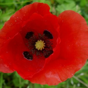 Photographie n°2558506 du taxon Papaver rhoeas L.