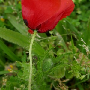 Photographie n°2558507 du taxon Papaver rhoeas L.