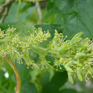 Photographie n°2558515 du taxon Acer pseudoplatanus L. [1753]