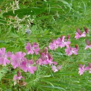  - Silene pendula L. [1753]