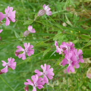  - Silene pendula L. [1753]