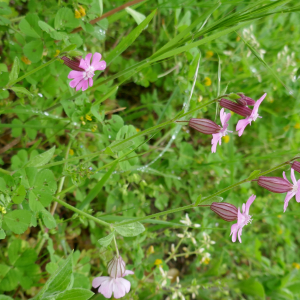  - Silene pendula L. [1753]