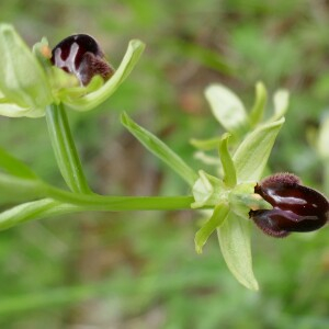 Photographie n°2558544 du taxon Ophrys aranifera Huds. [1778]