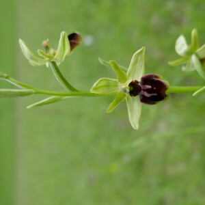 Photographie n°2558545 du taxon Ophrys aranifera Huds. [1778]