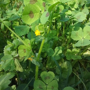 Photographie n°2558554 du taxon Medicago arabica (L.) Huds.