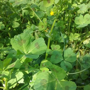 Photographie n°2558555 du taxon Medicago arabica (L.) Huds.