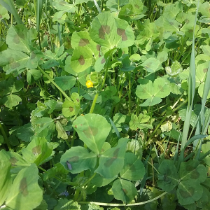 Photographie n°2558556 du taxon Medicago arabica (L.) Huds.