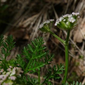 Photographie n°2558565 du taxon Caucalis platycarpos L. [1753]