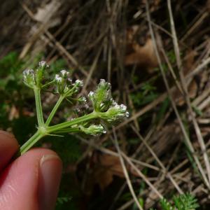 Photographie n°2558569 du taxon Caucalis platycarpos L. [1753]