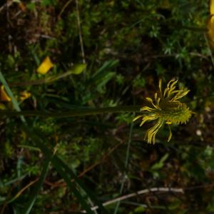 Photographie n°2558576 du taxon Ranunculus paludosus Poir. [1789]