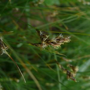 Photographie n°2558598 du taxon Carex divisa Huds. [1762]