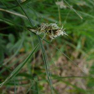 Photographie n°2558599 du taxon Carex divisa Huds. [1762]