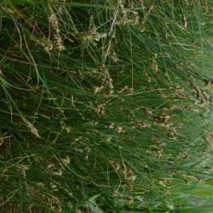 Photographie n°2558601 du taxon Carex divisa Huds. [1762]