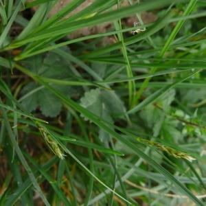 Photographie n°2558602 du taxon Carex divisa Huds. [1762]