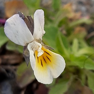 Photographie n°2558604 du taxon Viola arvensis Murray