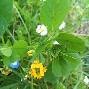 Photographie n°2558635 du taxon Medicago arabica (L.) Huds.