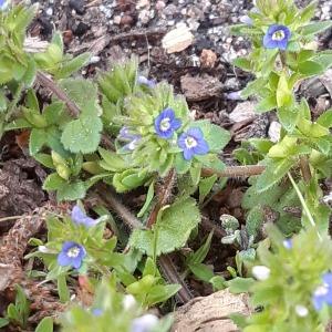 Photographie n°2558636 du taxon Veronica arvensis L.