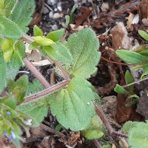 Photographie n°2558638 du taxon Veronica arvensis L.