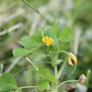 Photographie n°2558653 du taxon Medicago arabica (L.) Huds. [1762]