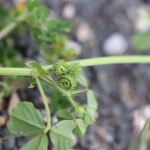 Photographie n°2558655 du taxon Medicago arabica (L.) Huds. [1762]