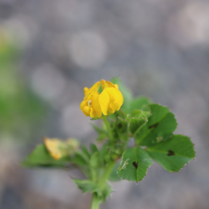 Photographie n°2558656 du taxon Medicago arabica (L.) Huds. [1762]