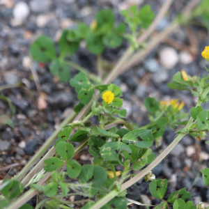 Photographie n°2558657 du taxon Medicago arabica (L.) Huds. [1762]