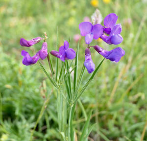 VAUCLARELucette, le  8 juin 2022 (Treschenu-Creyers)