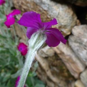 Photographie n°2558704 du taxon Lychnis coronaria (L.) Desr. [1792]