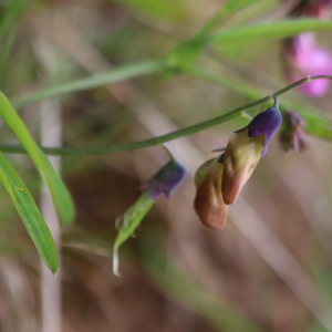 Photographie n°2558714 du taxon Lathyrus linifolius (Reichard) Bässler [1971]