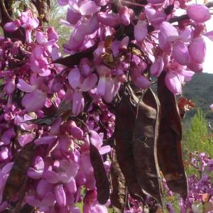 Photographie n°2558726 du taxon Cercis siliquastrum subsp. siliquastrum