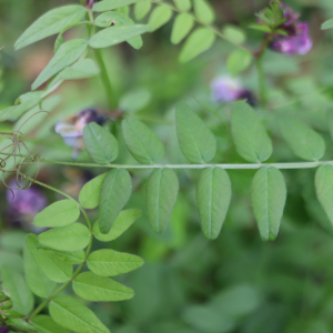 Photographie n°2558738 du taxon Vicia sepium L. [1753]