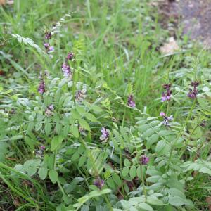 Photographie n°2558739 du taxon Vicia sepium L. [1753]