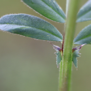 Photographie n°2558745 du taxon Vicia sativa L. [1753]