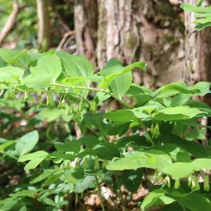 Photographie n°2558754 du taxon Polygonatum multiflorum (L.) All. [1785]