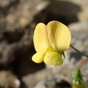 Photographie n°2558760 du taxon Lathyrus annuus L.