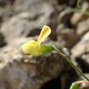 Photographie n°2558761 du taxon Lathyrus annuus L.