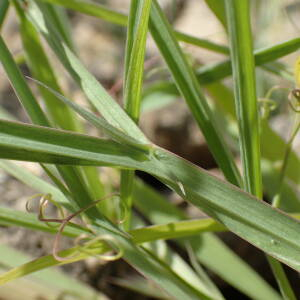 Photographie n°2558762 du taxon Lathyrus annuus L.