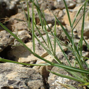 Photographie n°2558763 du taxon Lathyrus annuus L.