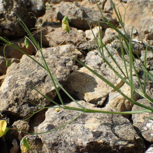 Photographie n°2558764 du taxon Lathyrus annuus L.