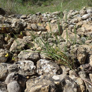 Photographie n°2558765 du taxon Lathyrus annuus L.