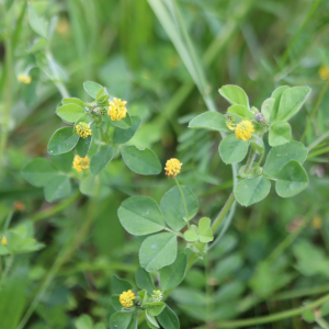 Photographie n°2558821 du taxon Medicago lupulina L. [1753]