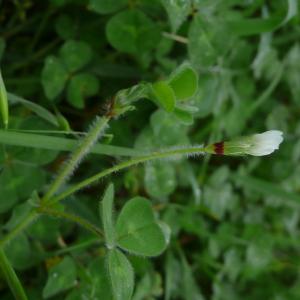 Photographie n°2558835 du taxon Trifolium subterraneum L. [1753]