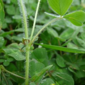 Photographie n°2558837 du taxon Trifolium subterraneum L. [1753]