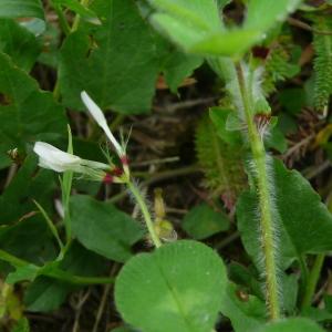 Photographie n°2558838 du taxon Trifolium subterraneum L. [1753]