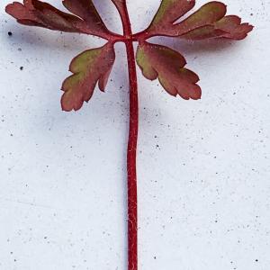 Photographie n°2558877 du taxon Geranium robertianum subsp. purpureum (Vill.) Nyman [1878]