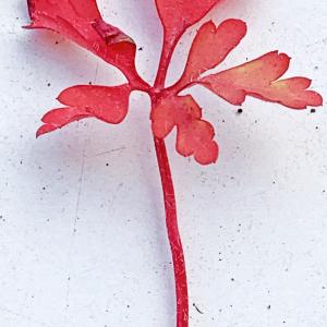 Photographie n°2558882 du taxon Geranium robertianum subsp. purpureum (Vill.) Nyman [1878]